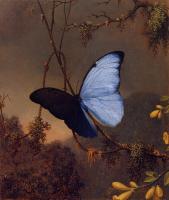 Heade, Martin Johnson - Blue Morpho Butterfly